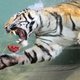 Illustration for article titled Underwater Tiger Is Terrifying, Beautiful